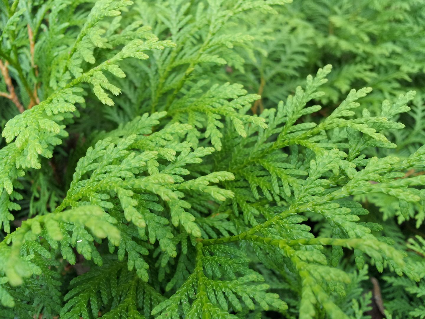 www.lawnsite.com