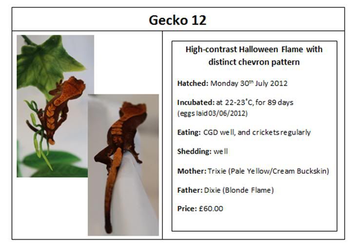 SE England - Stunning CB 2012 Crested Gecko's | Reptile Forums