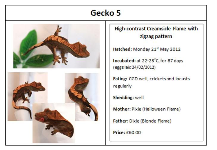 Crested Gecko Size Chart