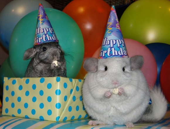 happybirthdaycritters_zps080e608d.png