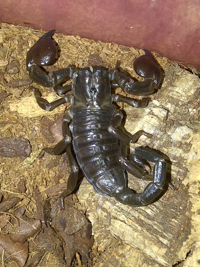 NW England red claw scorpion for sale! - Reptile Forums