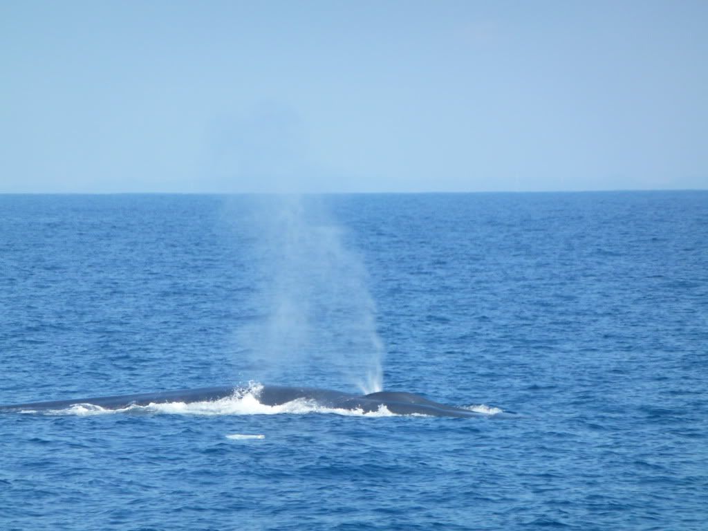 whale blowing photo: Whale! P1030687.jpg