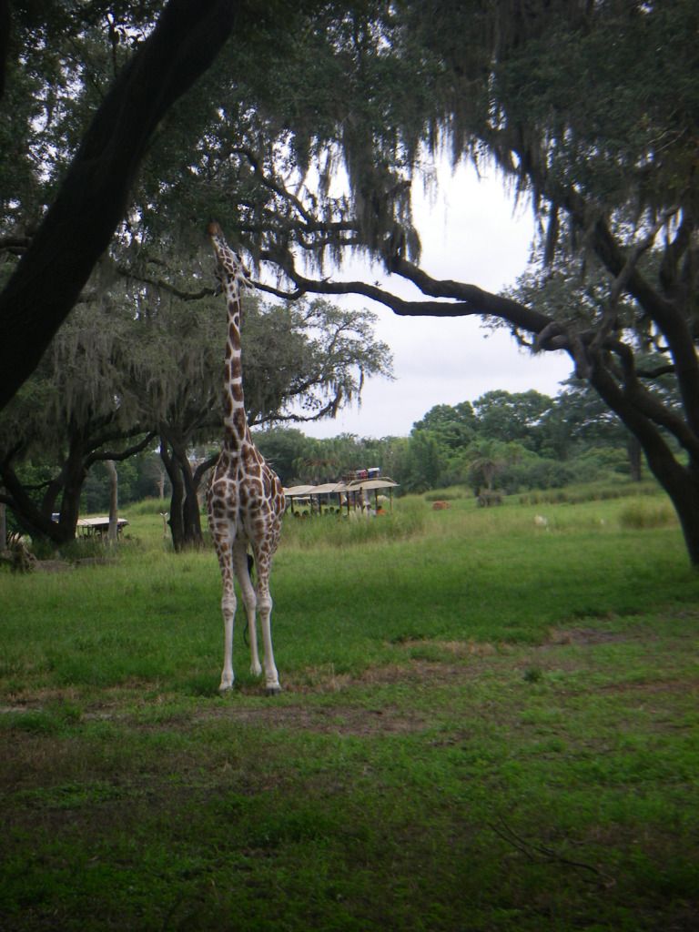 Giraffe2AK_Aug26.jpg