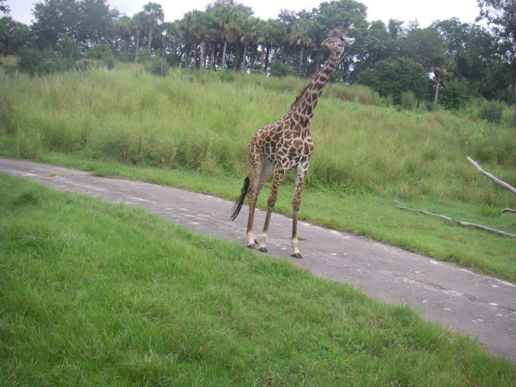 GiraffeAK_Aug26.jpg