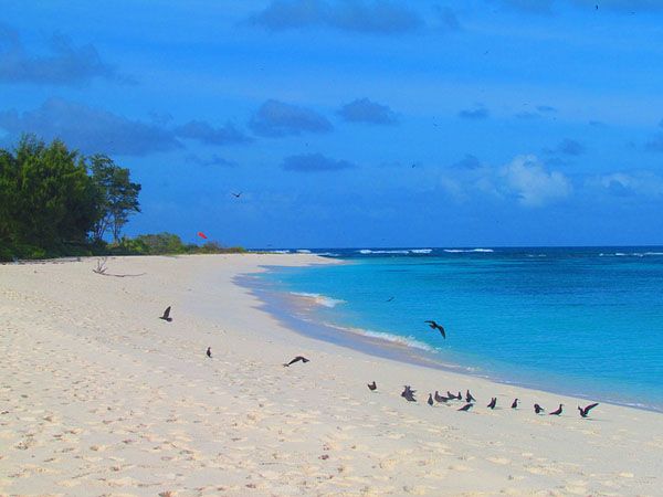 Bird island Bird island