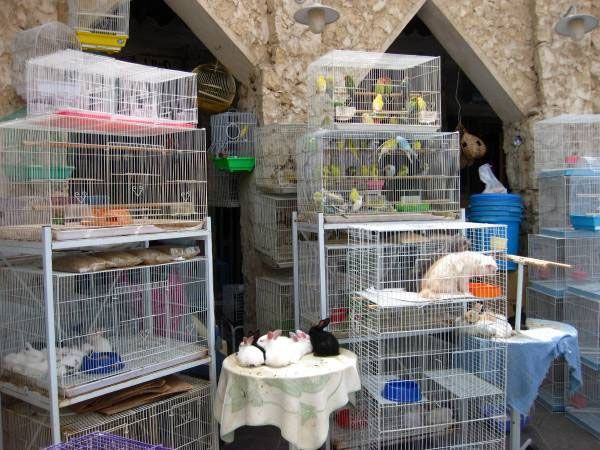 Doha animal market Doha animal market