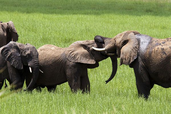 Elephants Elephants