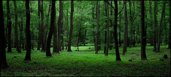 Inside the Bohemian Forest Inside the Bohemian Forest