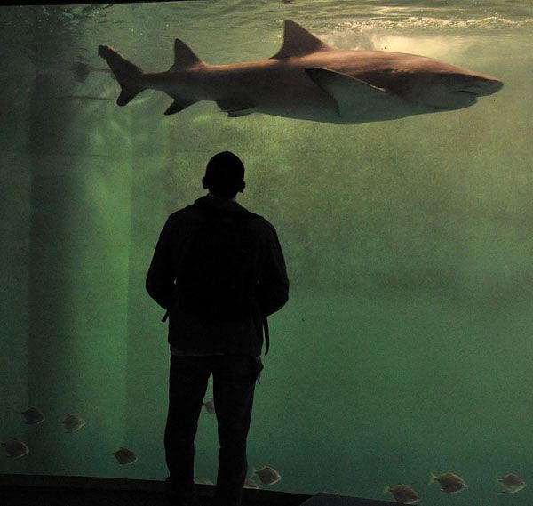 Inside the Saint Malo Aquarium Inside the Saint Malo Aquarium