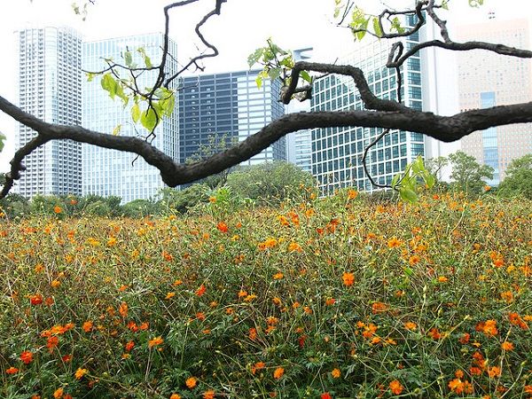 Japan's Flowers in Tokyo City Japan's Flowers in Tokyo City