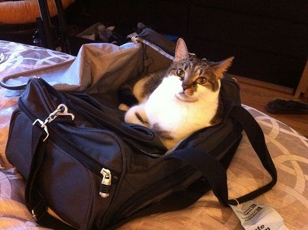 Cat ready to go Cat ready to go