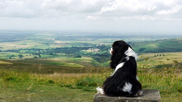 Traveling dog Traveling dog