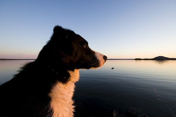 Traveling pets dog sunset Traveling pets dog sunset