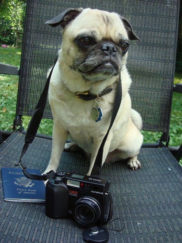 Dog photographer Dog photographer