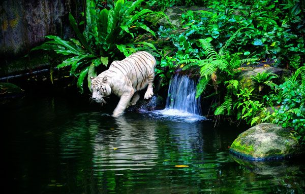 White tiger at Singapore Zoo White tiger at Singapore Zoo