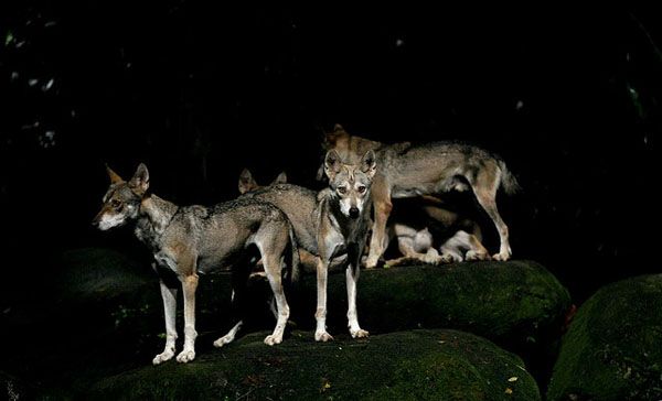 Wolves at Night Safari Wolves at Night Safari