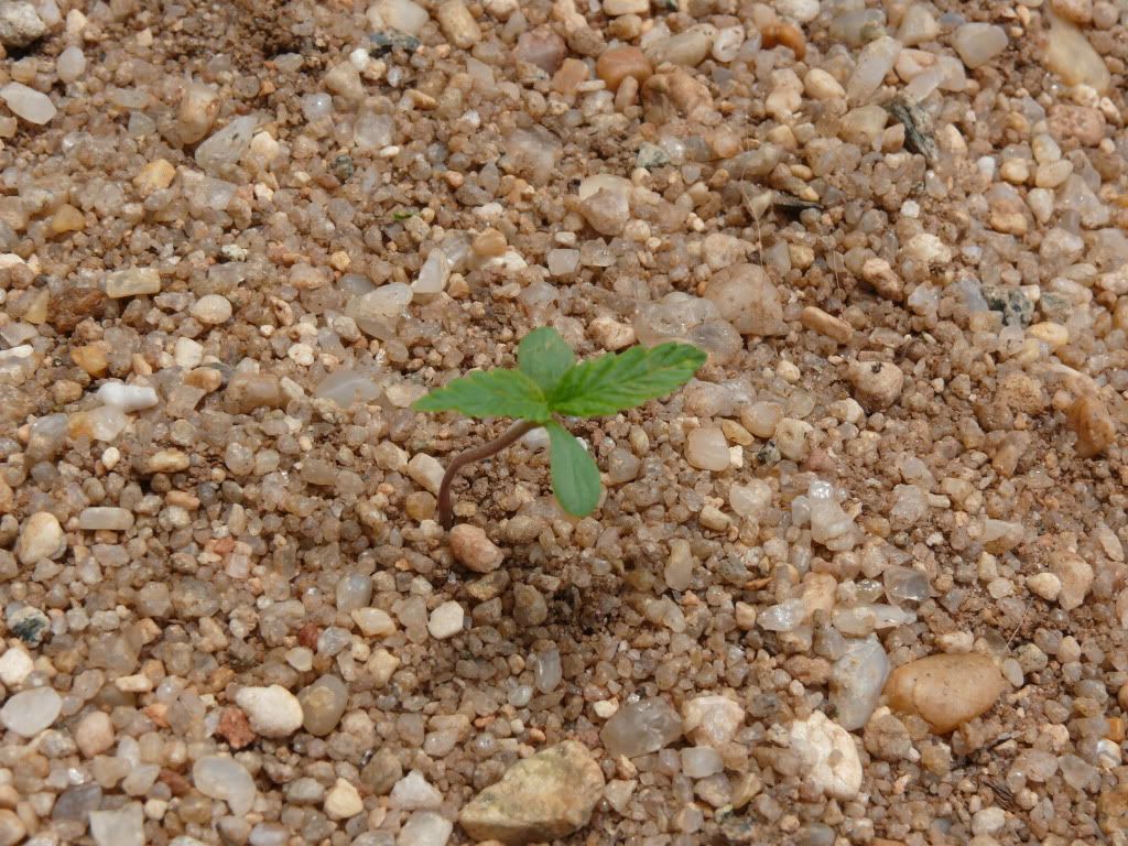 Beachseedling.jpg