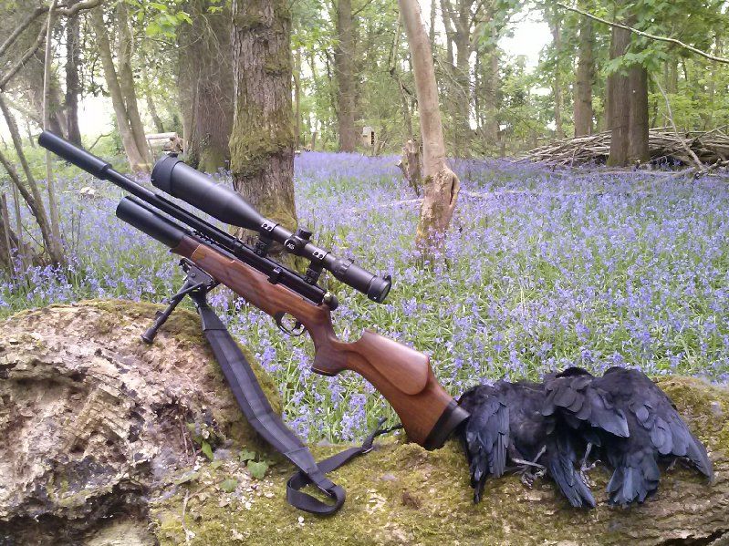 bluebells_zpsca59df62.jpg