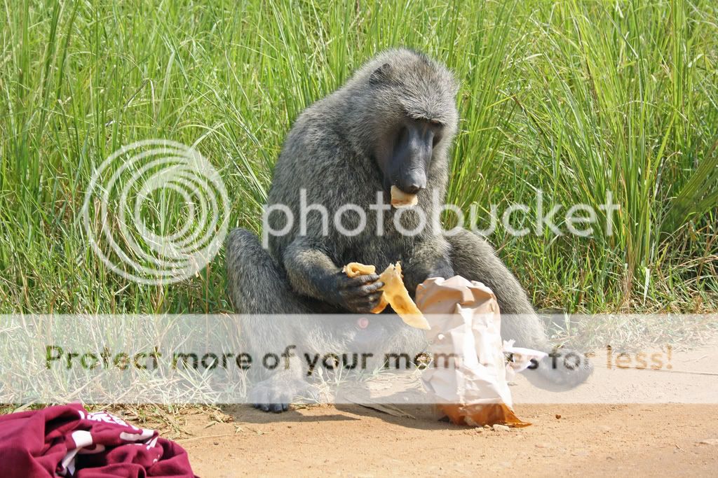 A baboon stealing a volunteers lunch 
