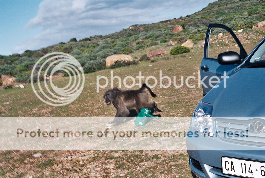Baboon Stealing Bag from Car