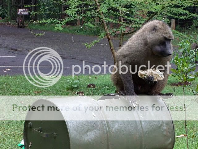 Baboon stealing a sandwich