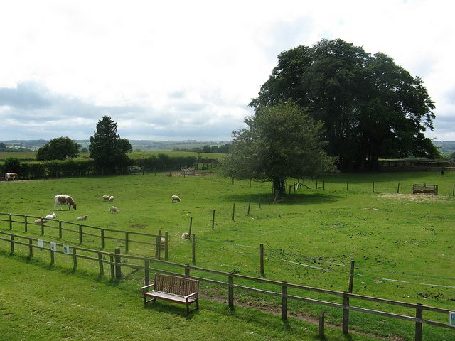 Cotswold Farm Park 'Adams Farm' - view of some of the paddocks