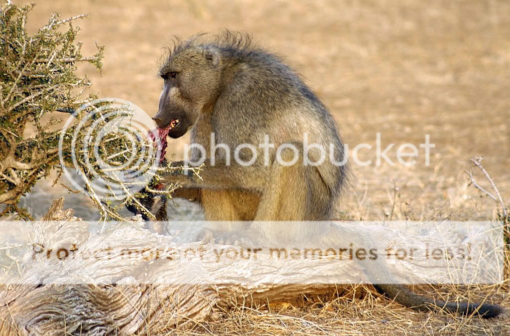 Interesting to see this baboon tucking into a guinea-fowl, which he stole from an eagle, which hopped around furiously watching someone else eat his meal