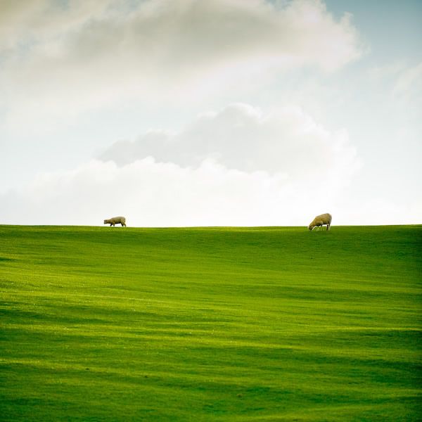 New Zealand Grass and Farm