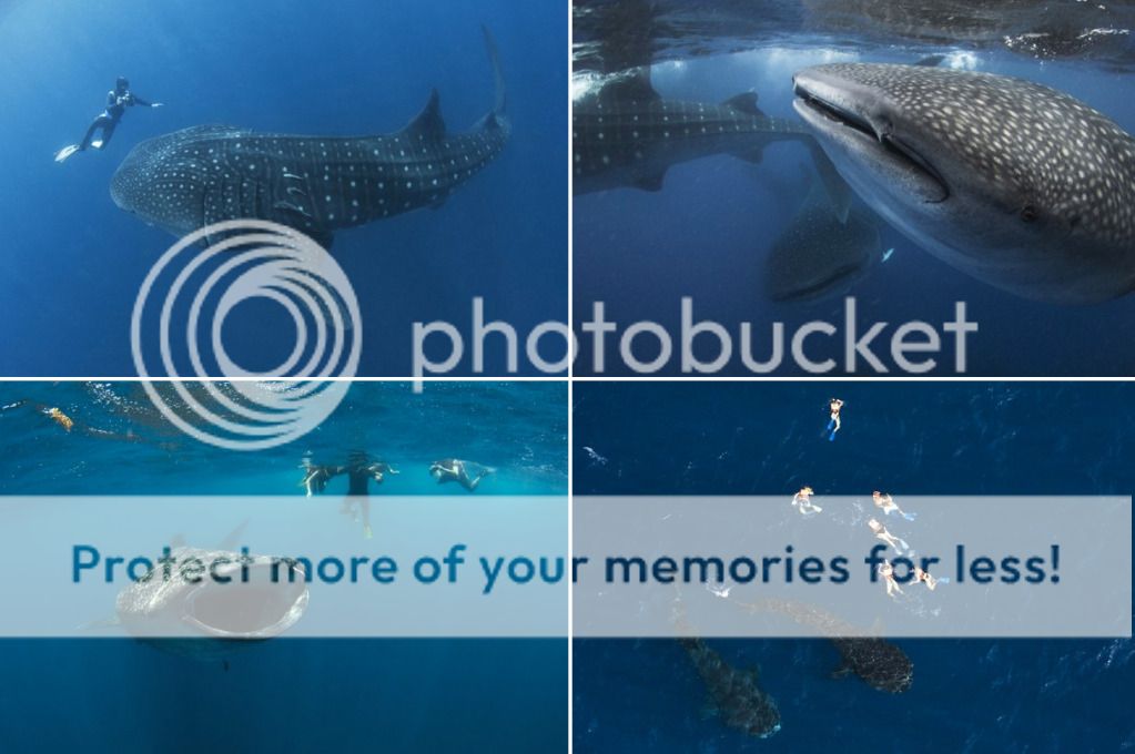 Whale sharks plus human touch