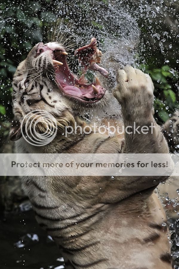 White Tiger in the zoo of Singapore
